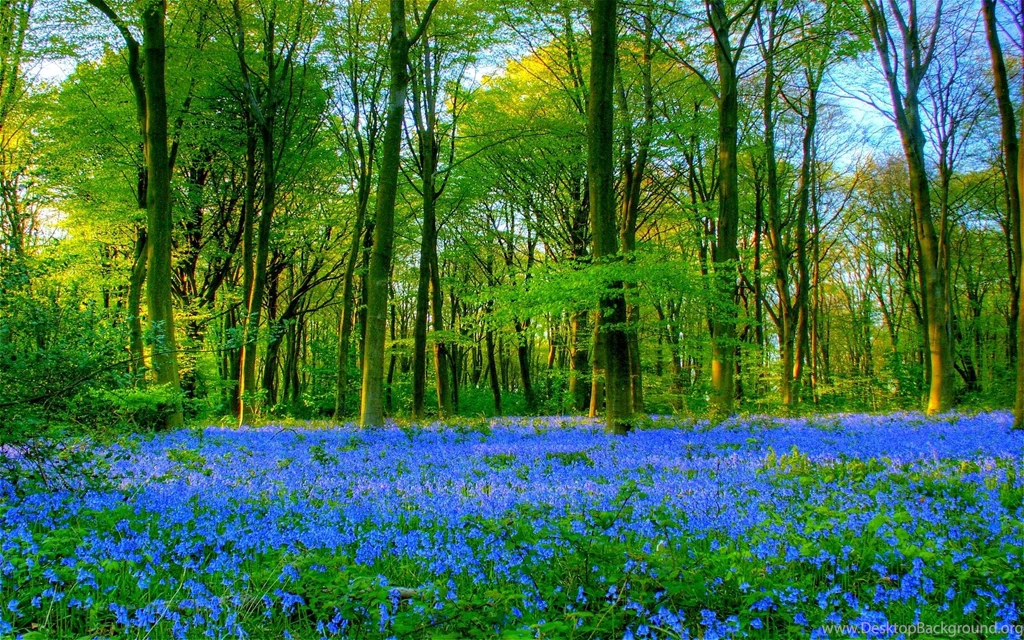 Gorgeous Blue Bells Wallpapers