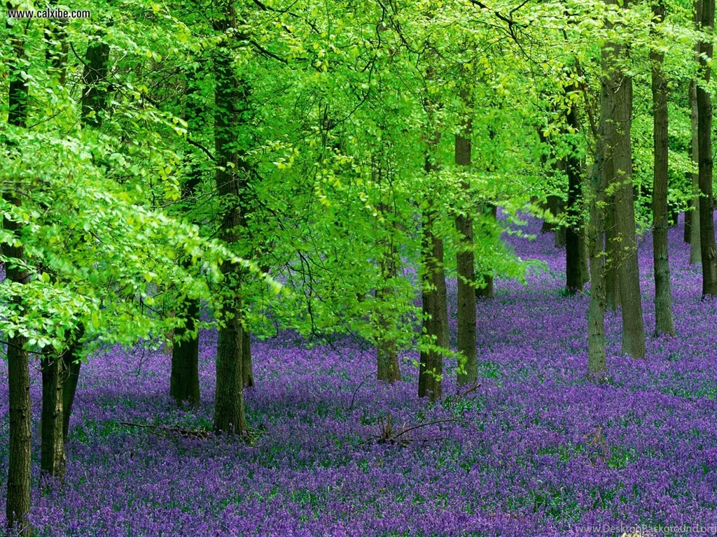 Nature: Blue Bells And Beech Trees England, Created By Si watson ...