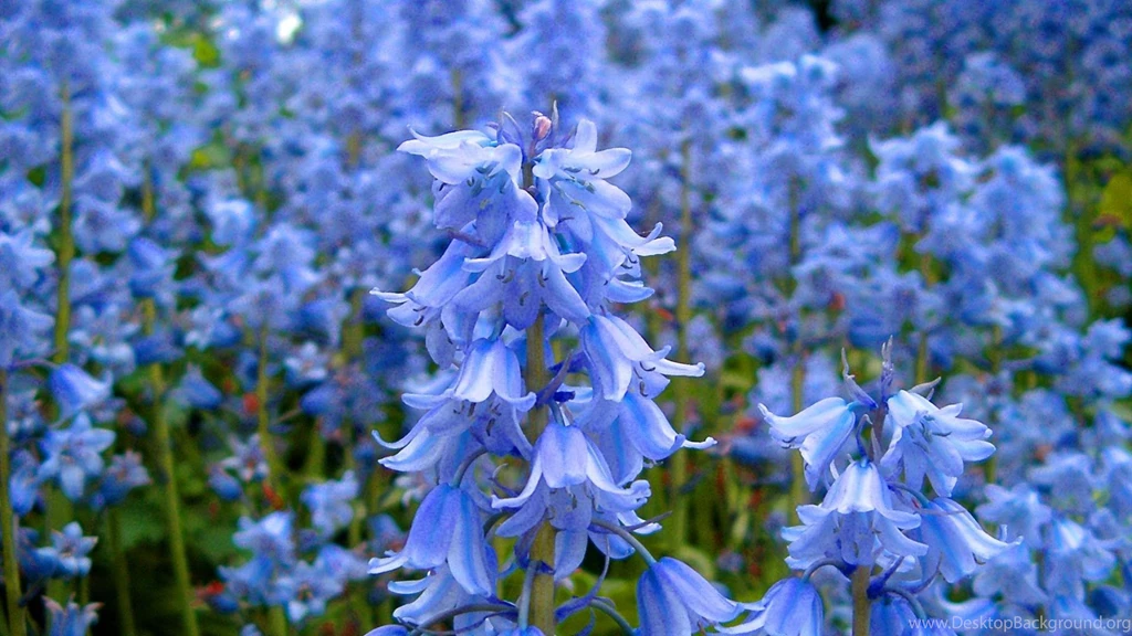 Field Of Bluebells (