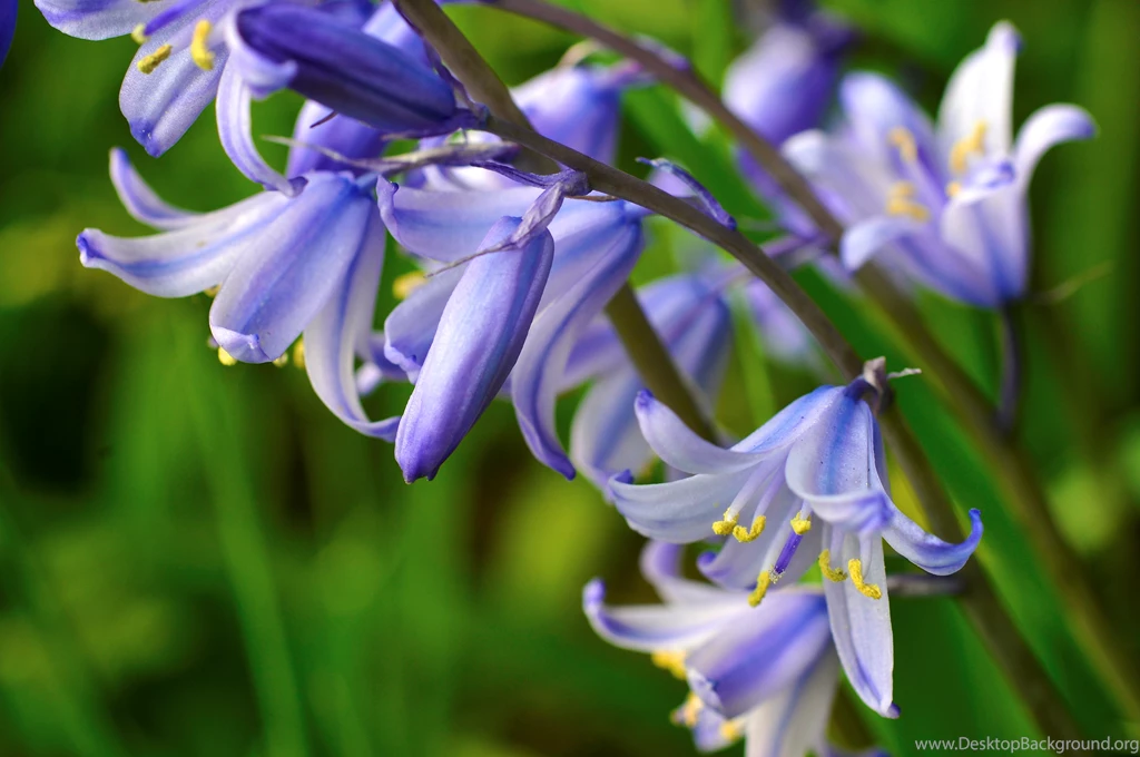 Gorgeous Blue Bells Wallpapers