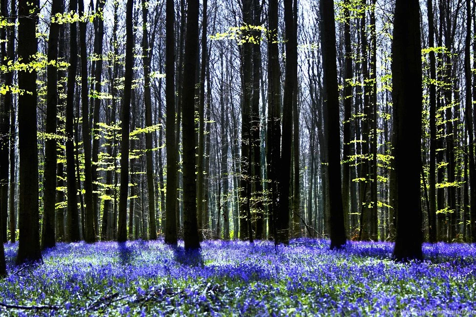Dark Tree And Bluebells Wall Mural & Photo Wallpapers Photowall