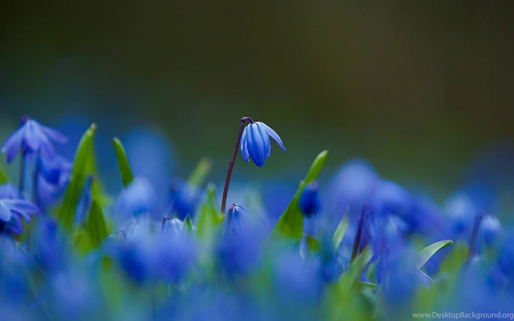Gorgeous Blue Bells Wallpapers