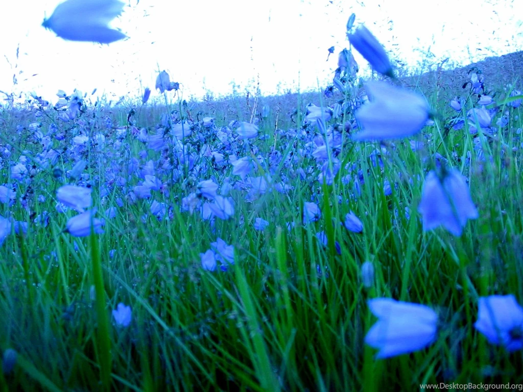 Top Bluebells Wallpapers 89559 Wallpapers