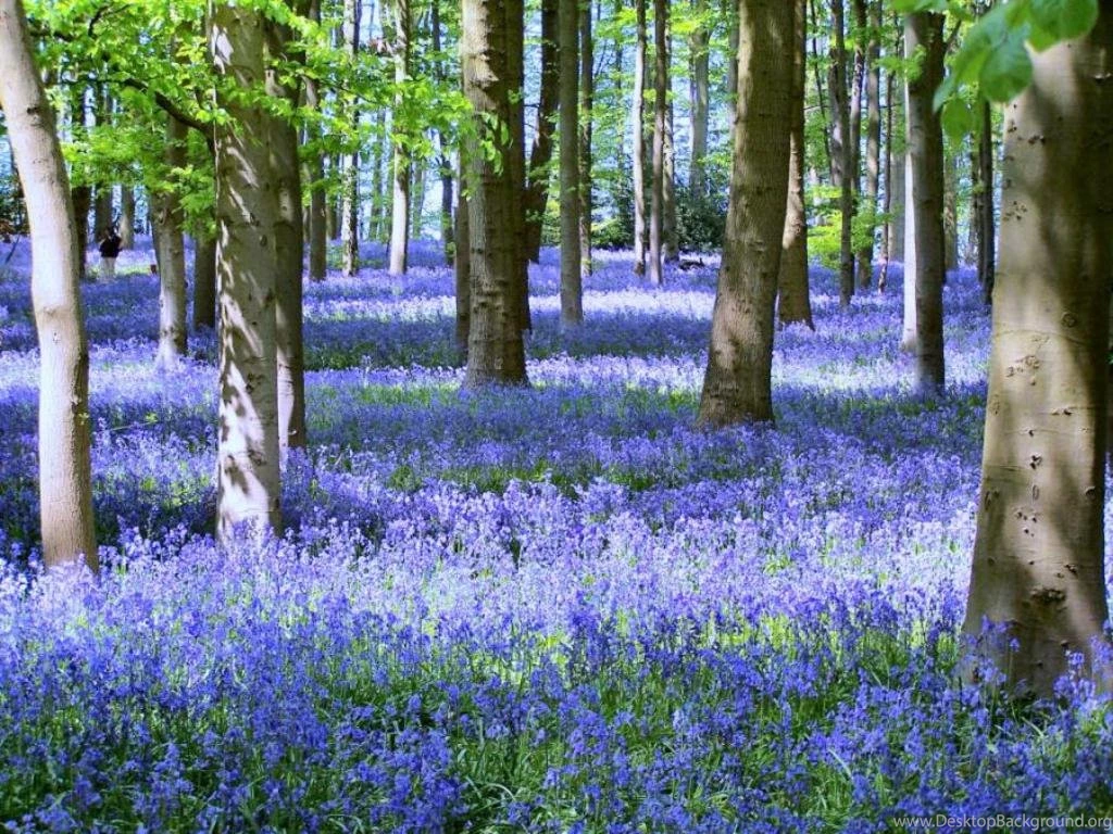 Most Beautiful Blue Bells Wallpapers