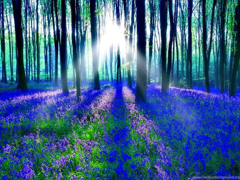 Wonderful Blue Bells Wallpapers