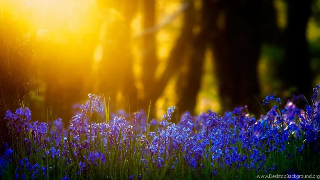 Light Nature Flowers Grass Blue Bluebells Wallpapers