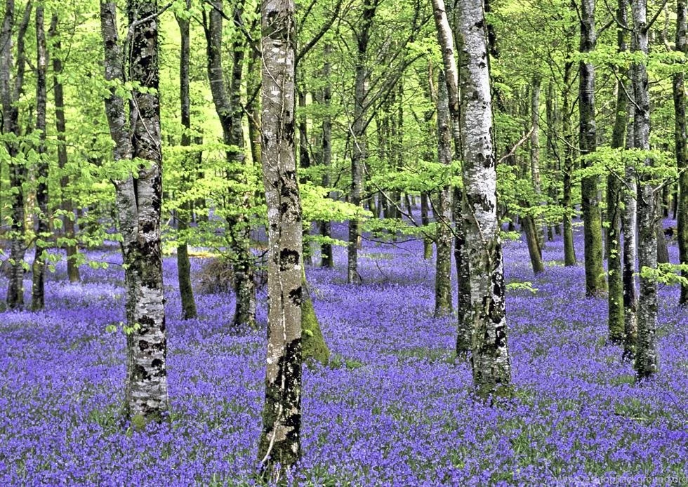 BLUEBELL FOREST WALLPAPER (
