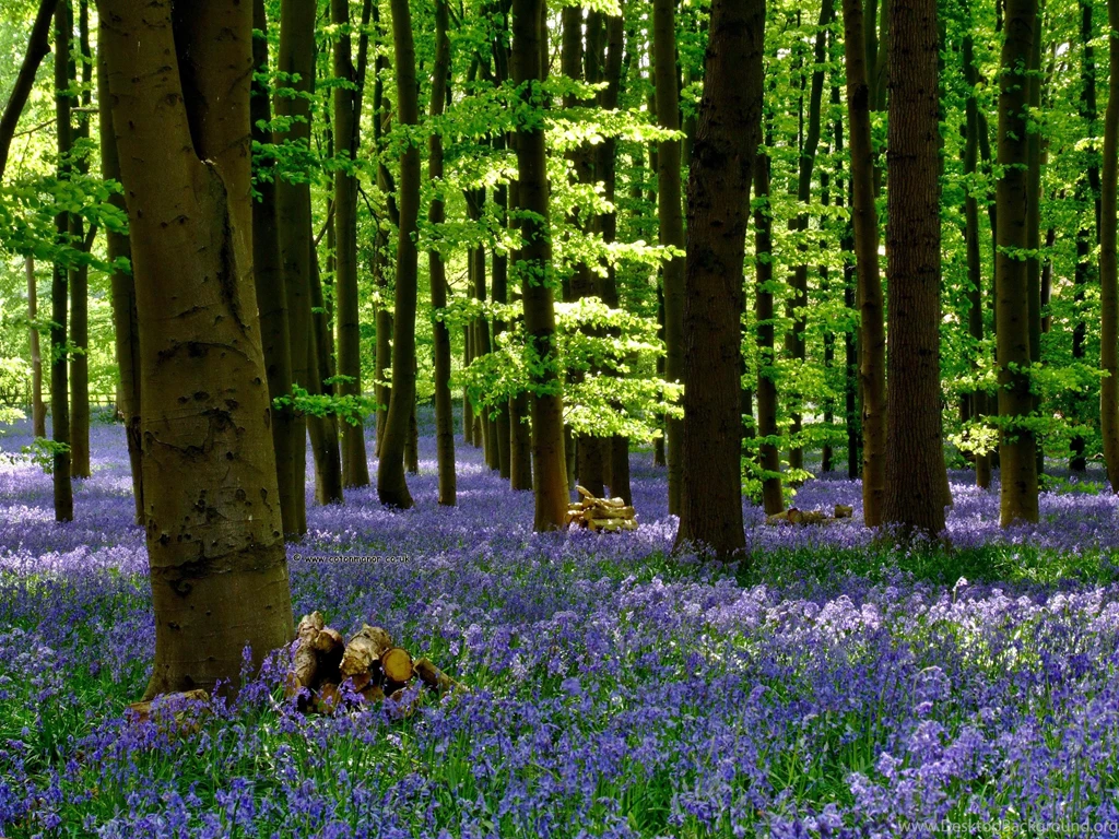 Gorgeous Blue Bells Wallpapers