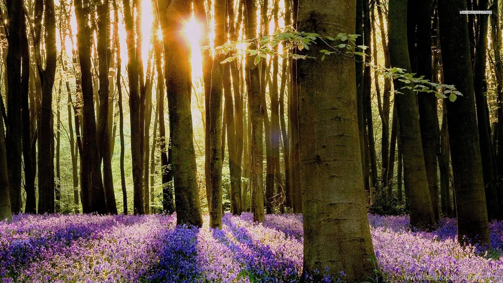 Bluebell Wallpapers Hd