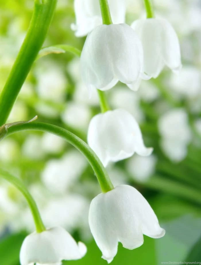 Download Mobile Wallpaper: Plants, Flowers, Bluebells, Free. 10117.