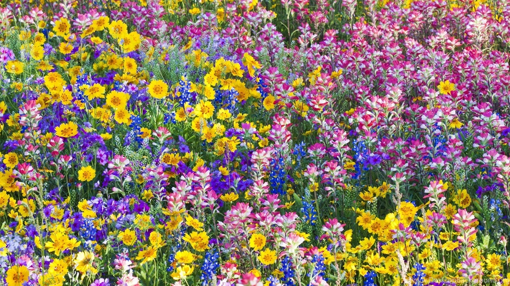 Multicolor Flowers Spring Texas Wildflowers Bluebells Wallpapers ...