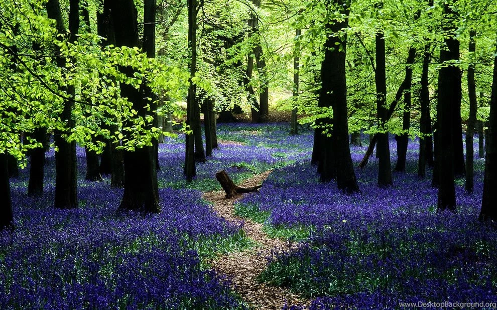 Enchanted Forests Carpeted In Beautiful Bluebells