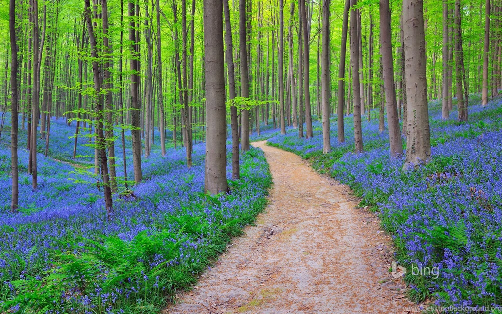 Bluebells In Halle's Forest, Halle, Vlaams Gewest, Brussels ...