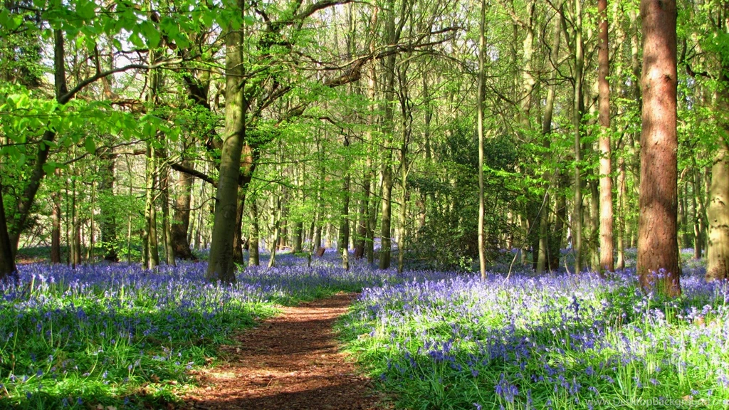 Bluebells In The Cotswolds Cotswold Family Holidays