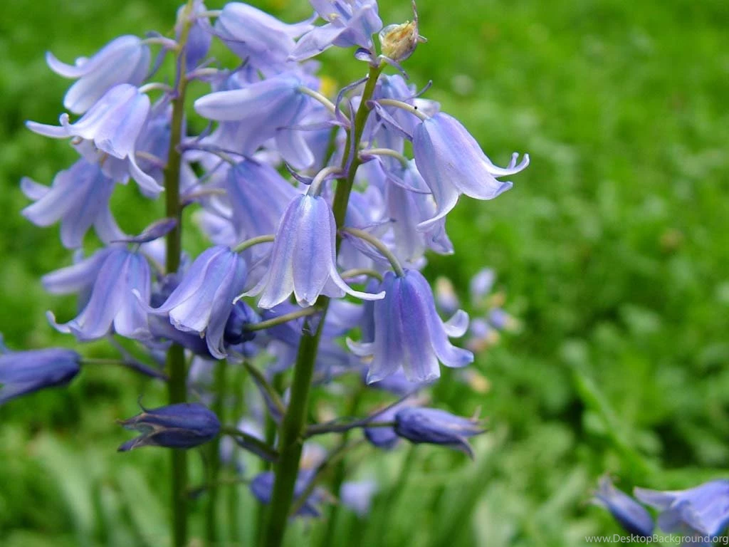 Wallpapers Early Spring Pictures Bluebells 69529.6 1024x768 ...