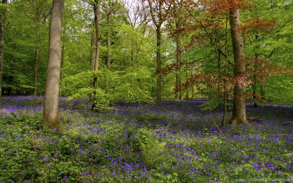 Bluebells Wallpapers >> Backgrounds With Quality HD