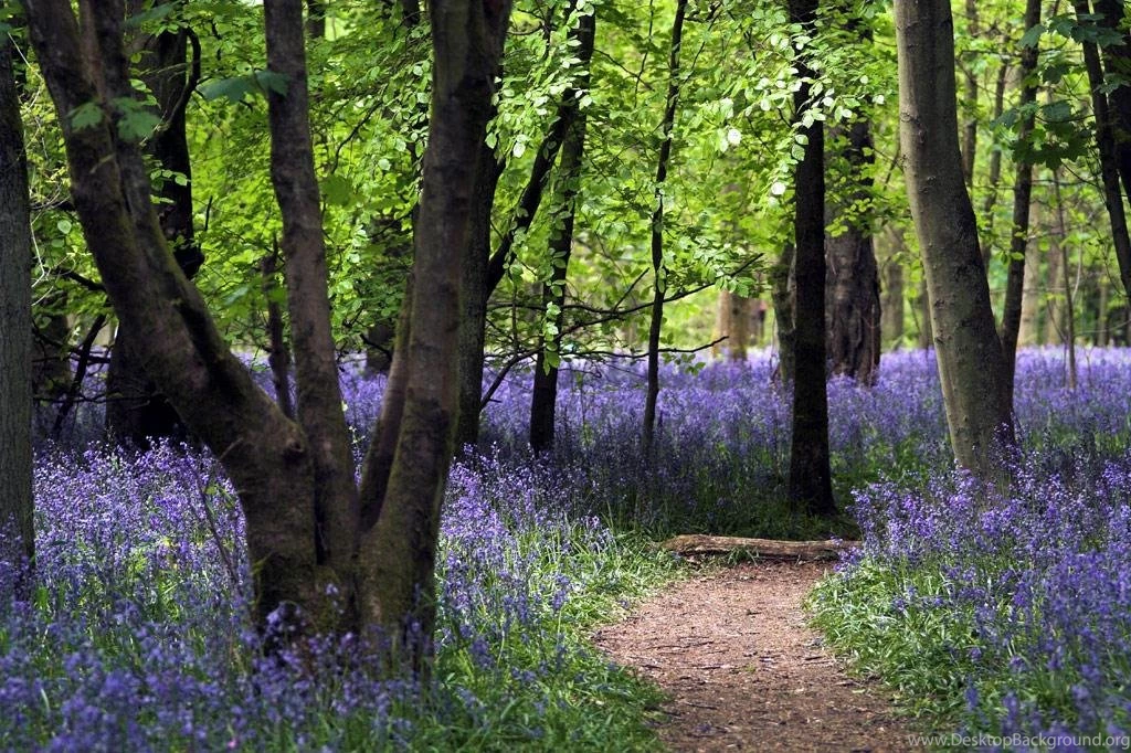 BLUEBELL PATH WALLPAPER (