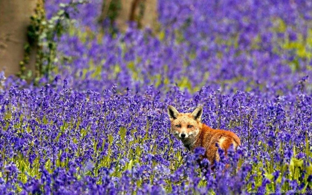 Other: Fox Flowers Bluebells Midst Field Bluebellfield Images For ...