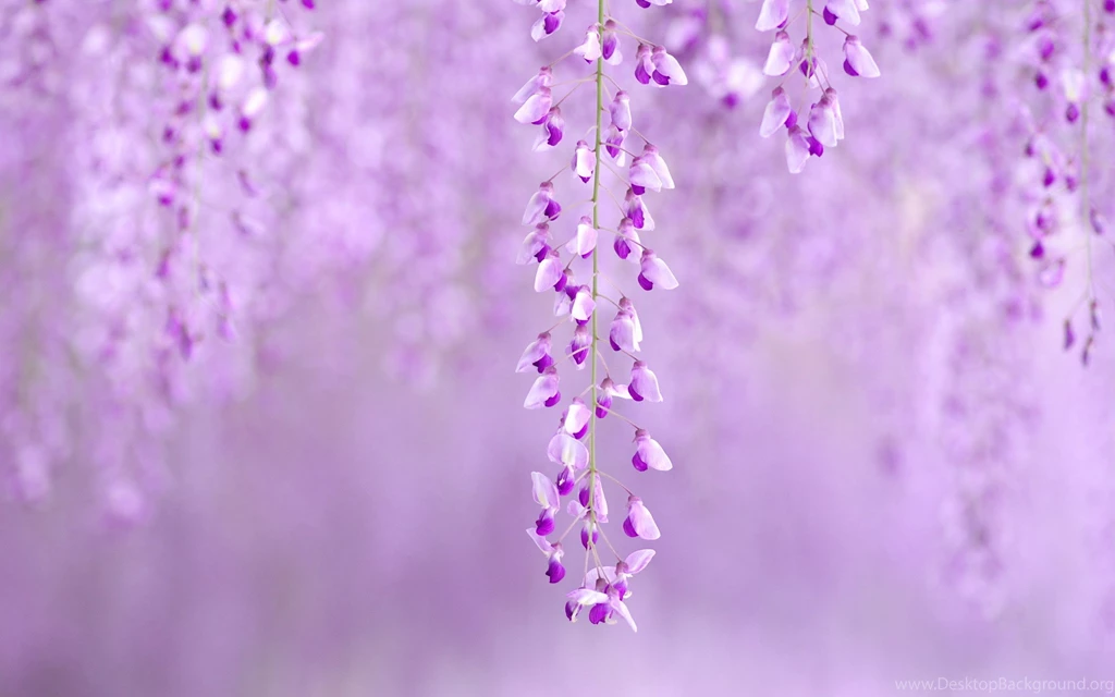 Purple Wallpapers