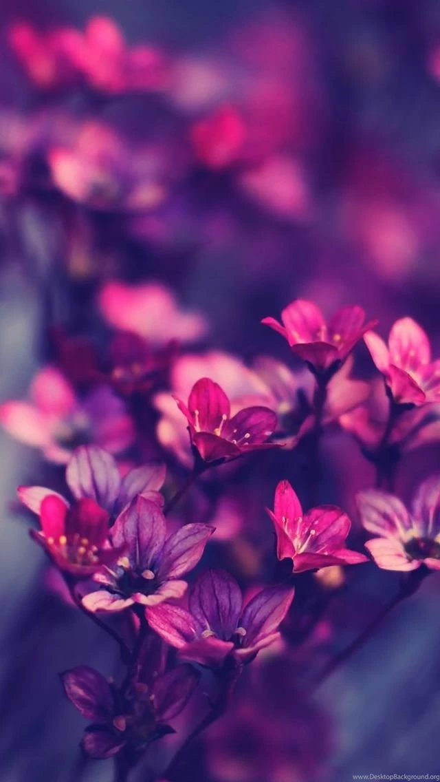 Purple Wildflowers