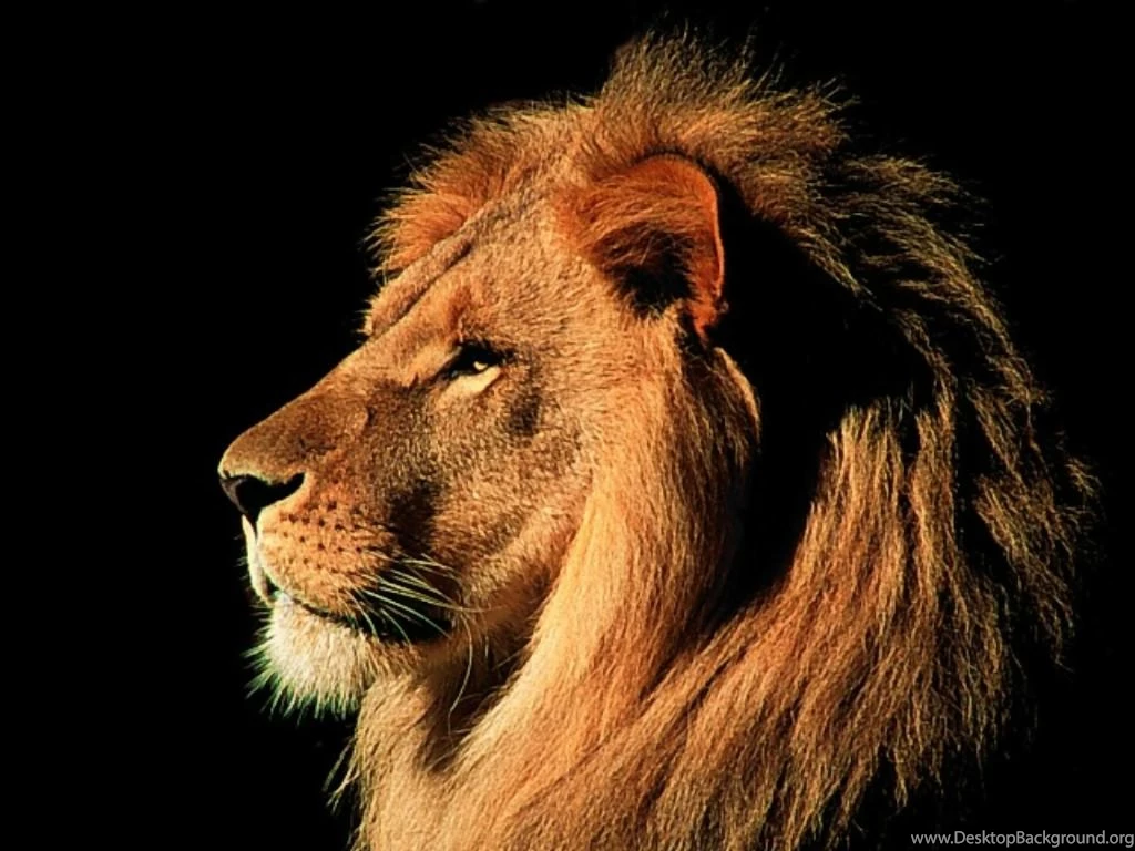 Funny Image Collection: Get The New Mac OSX Lion Wallpapers Here!