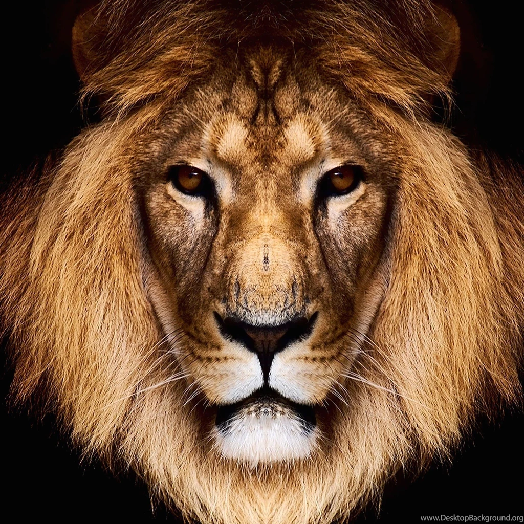 Download King Lion HD Wallpapers For iPhone 6 Plus HDwallpapers.net