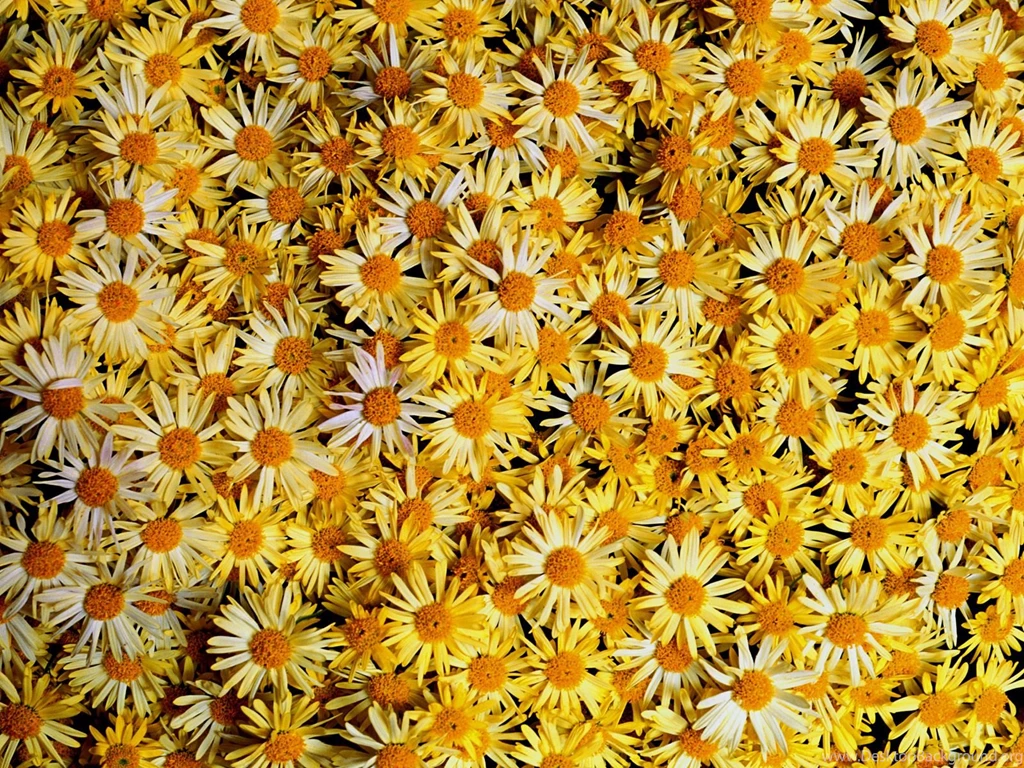 Flowers Wallpapers 31077 Flower Wallpapers Flowers