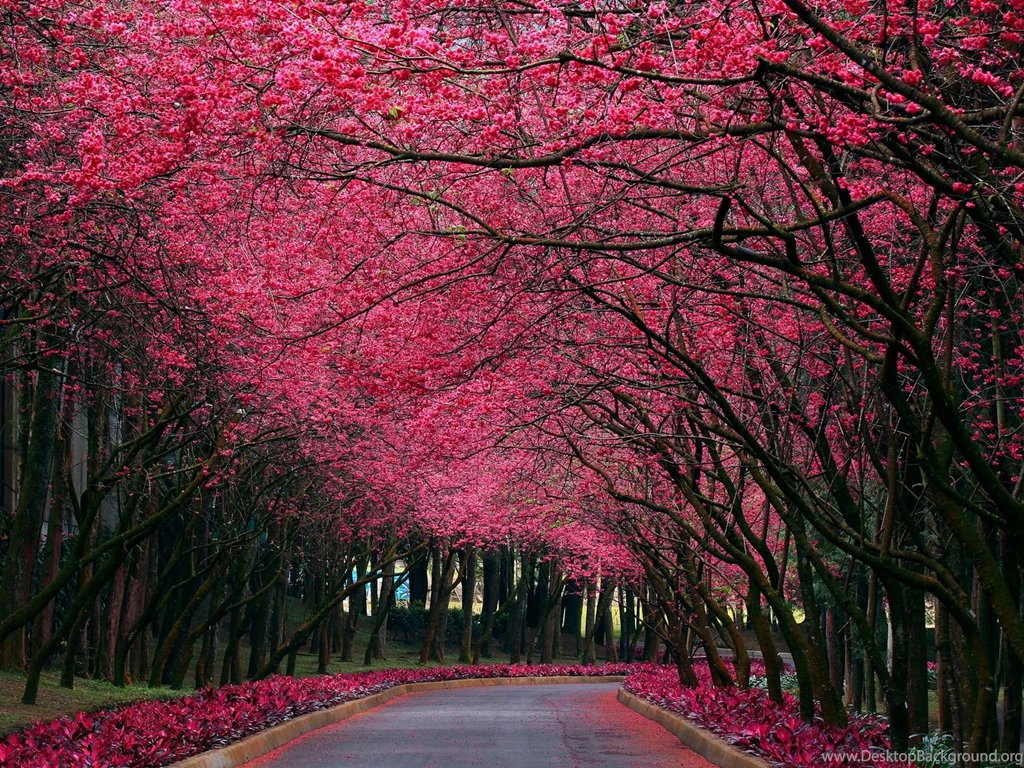 Free Download Nature Wallpapers HD