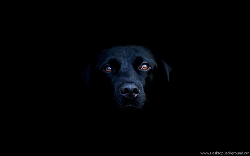Dogs,Labrador Retriever Dogs Labrador Retriever Black Backgrounds ...