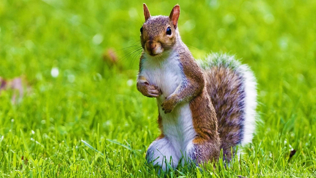 Cute Squirrel Wild Animal Desktop Wallpapers 1920x1080. Cute ...