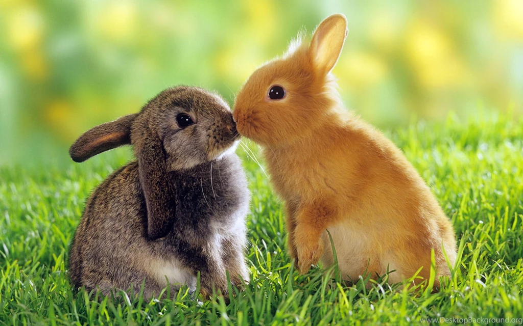 Rabbit Eating Bread HD Wallpapers   Animals Desktop Wallpapers ...
