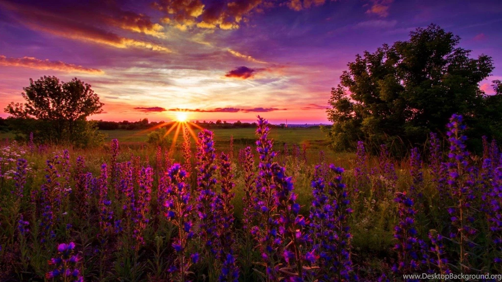 Sunrise Flower HD Heavenly Wallpapers Free HD Wallpapers   Download ...