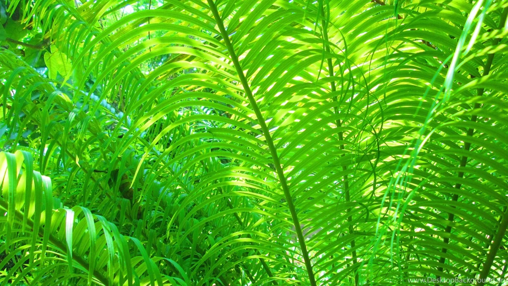 Fern HD Heavenly Wallpapers Free HD Wallpapers   Download Fern HD ...