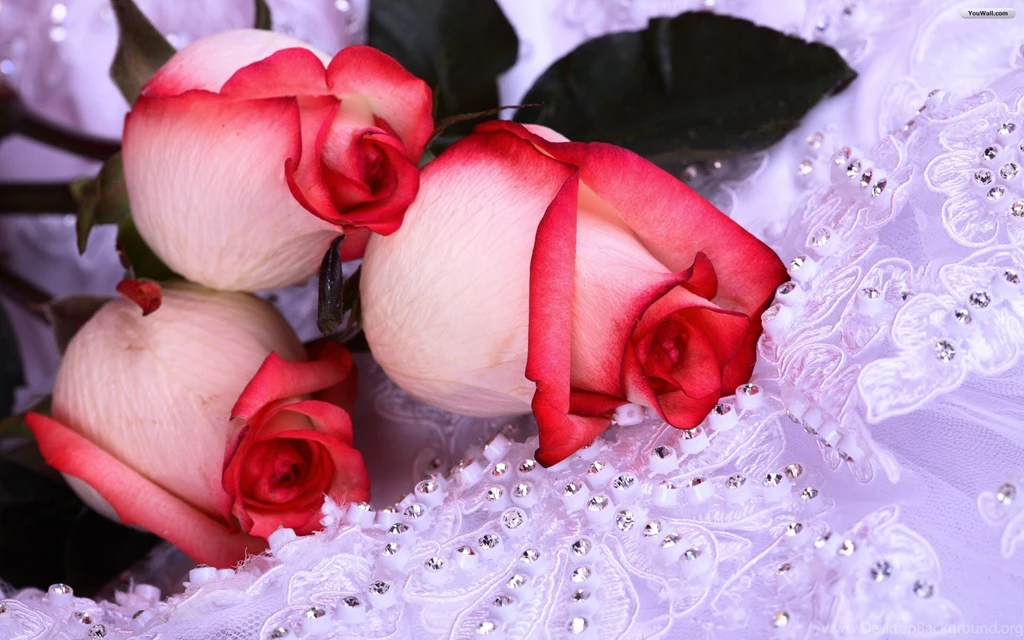 YouWall Roses Wallpapers Wallpaper,wallpapers,free Wallpapers ...