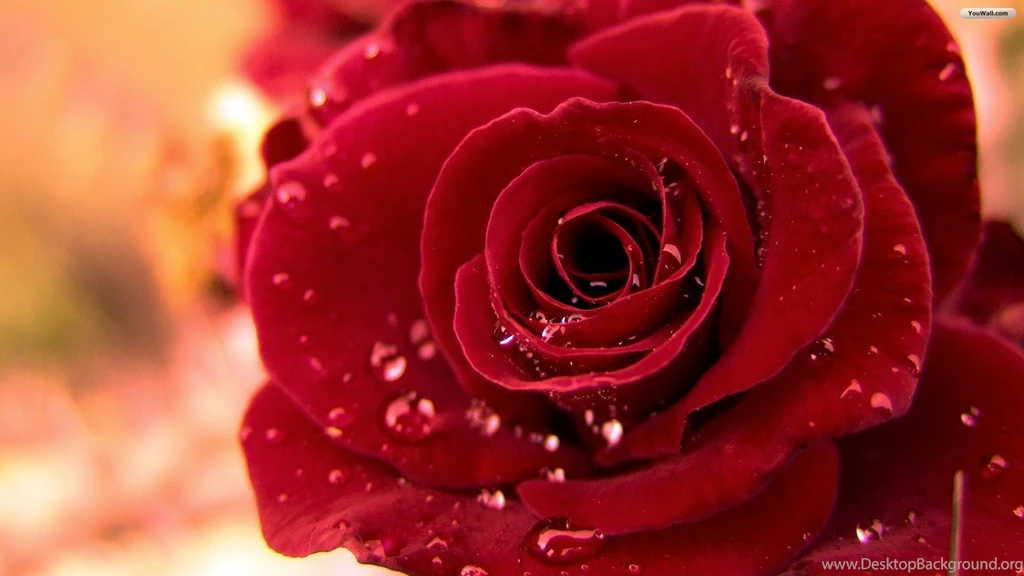 YouWall   Red Rose Wallpapers   Wallpaper,wallpapers,free Wallpapers ...