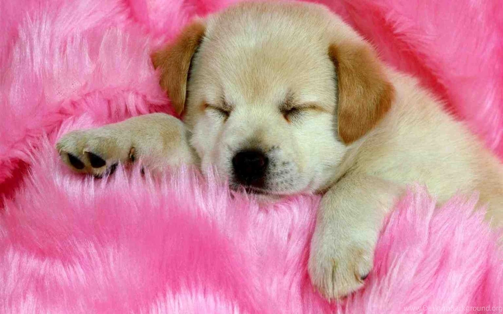 Cute Pets Wallpapers Free Download › Ngising.club
