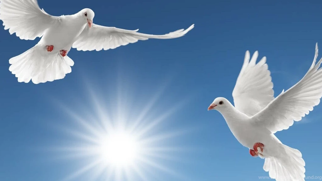 Download Birds Wallpapers 1280 X 720 Wallpapers Mobile9. Bird ...