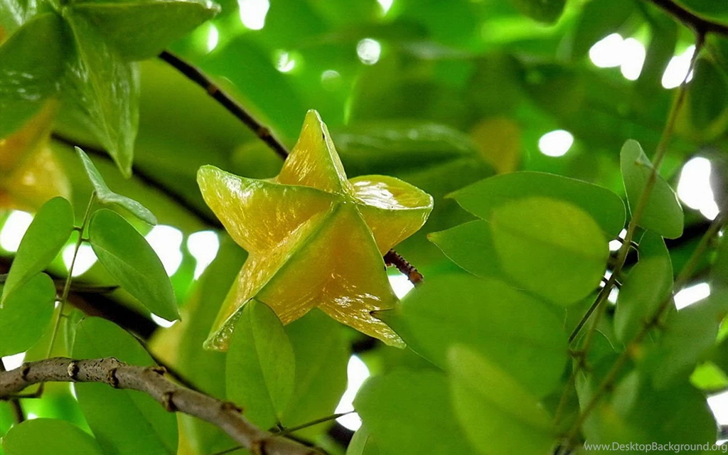 Sweet Cute Carambola HD Desktop Wallpapers 3 - Cate Wallpapers ...
