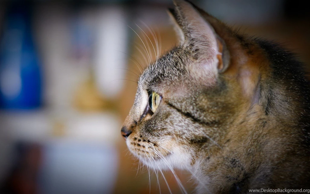 Cats Observing Cat Animal Kitten Sweet Desktop Wallpapers ~ Cats ...