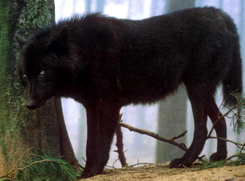 Desktop Hd Wallpapers Black Wolf 3d Hd Pictures.