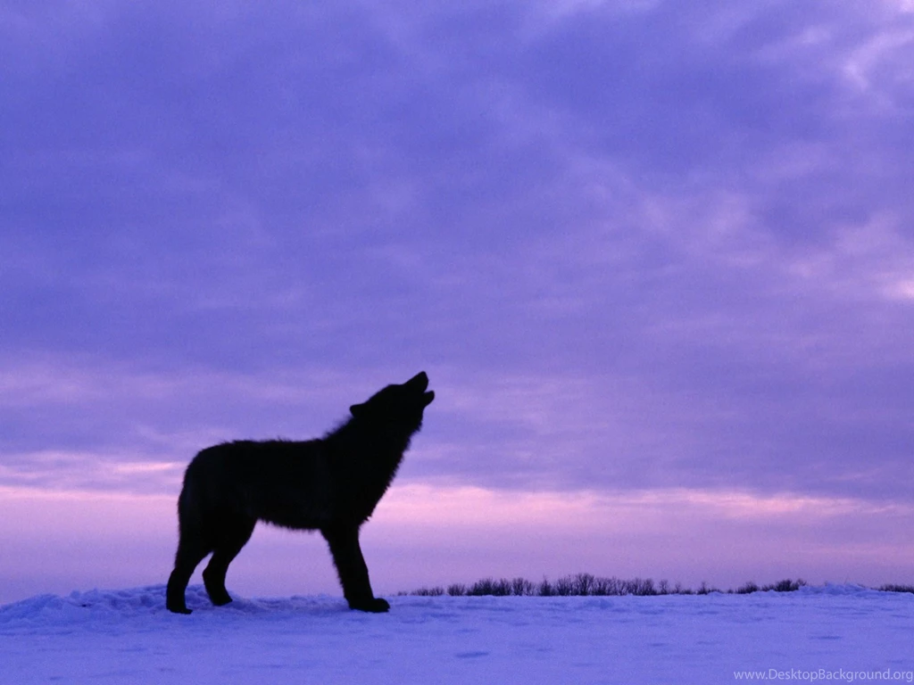 Wolf Wallpapers