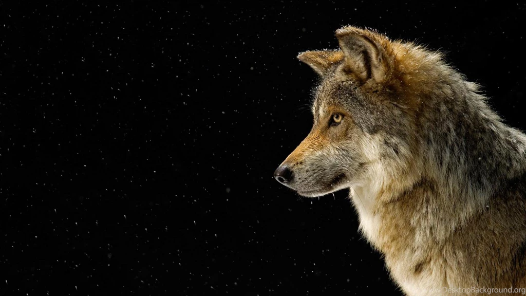 Wolf Black Backgrounds