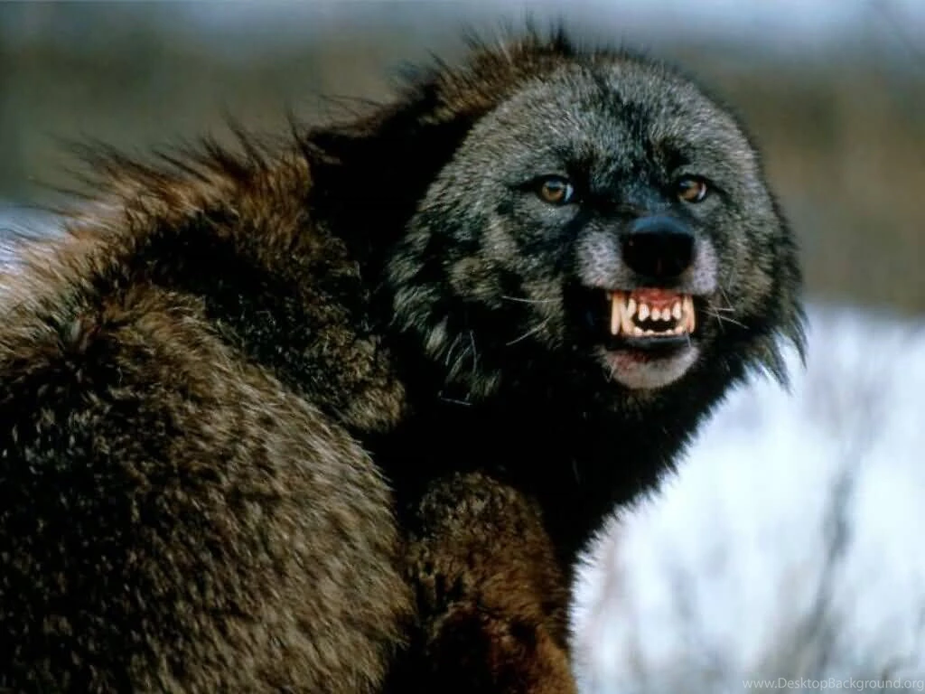Mashababko: Wallpapers Werewolf