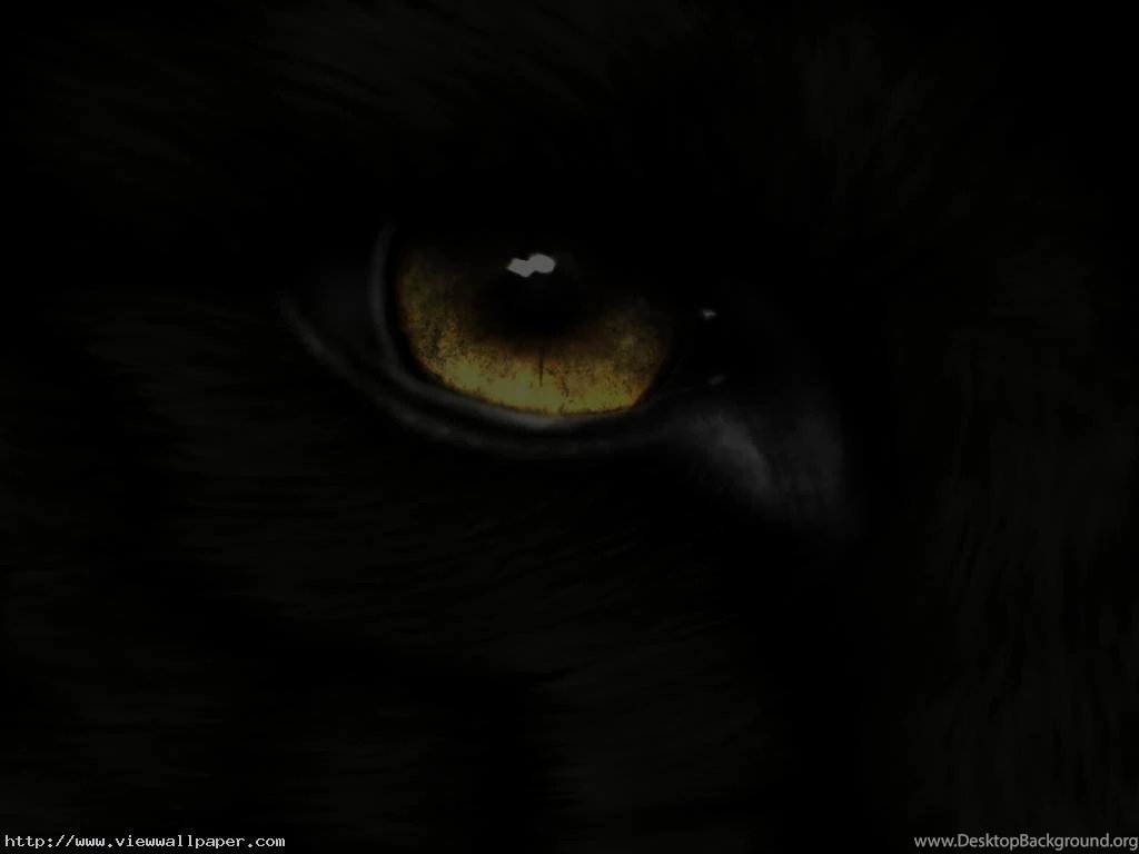 Desktop Black Wolf Pictures Wallpapers