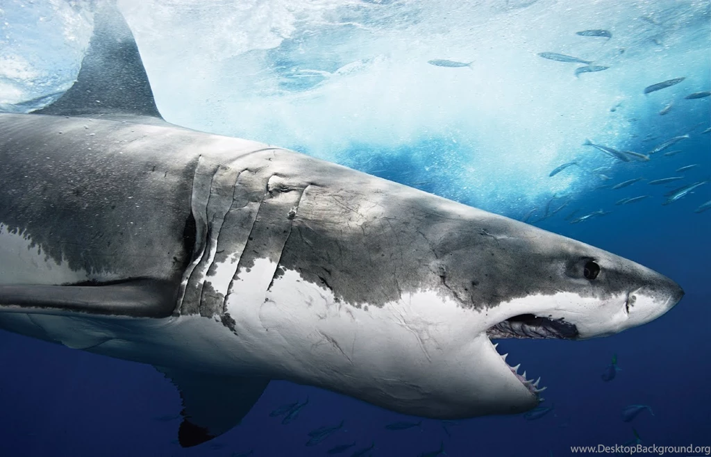 Wallpapers Box: The Great White Shark Hi Def Wallpapers