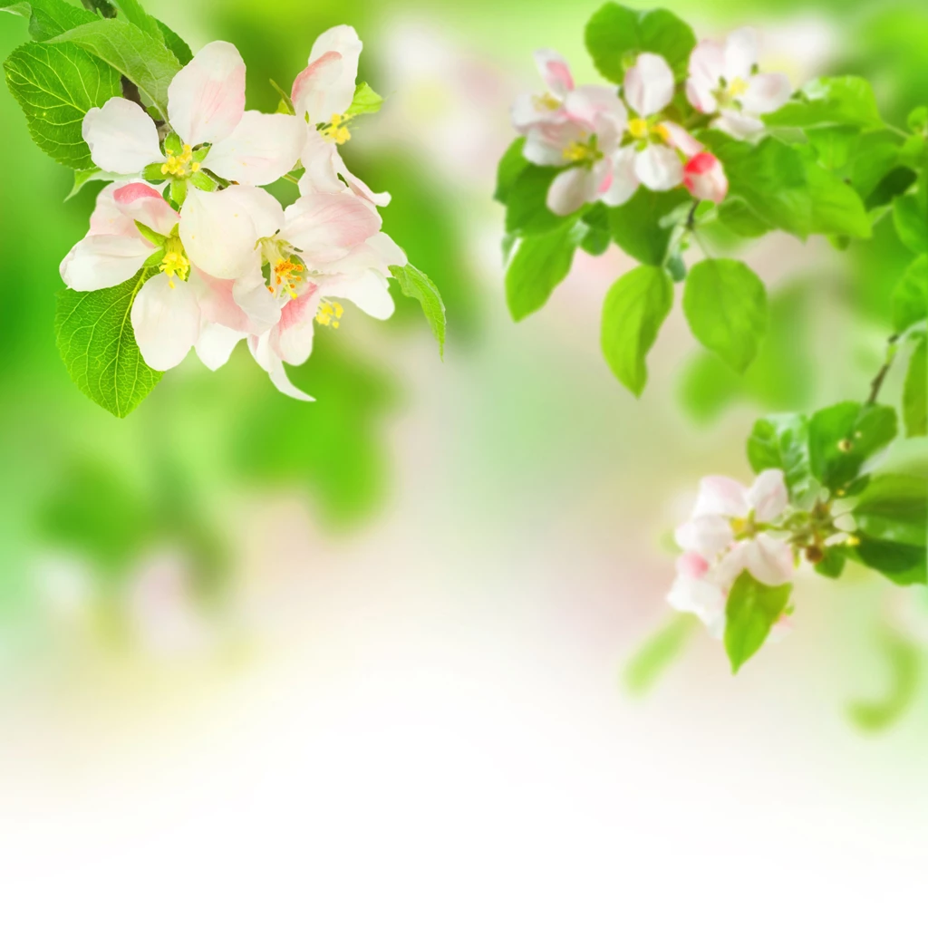 Spring_Background.jpg?m=1399676400