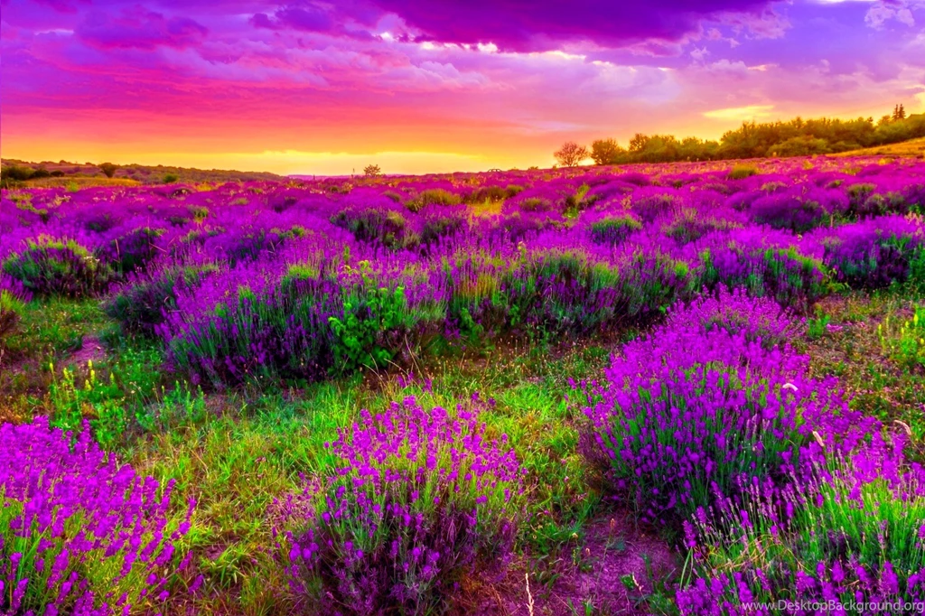 Beautiful Spring Backgrounds