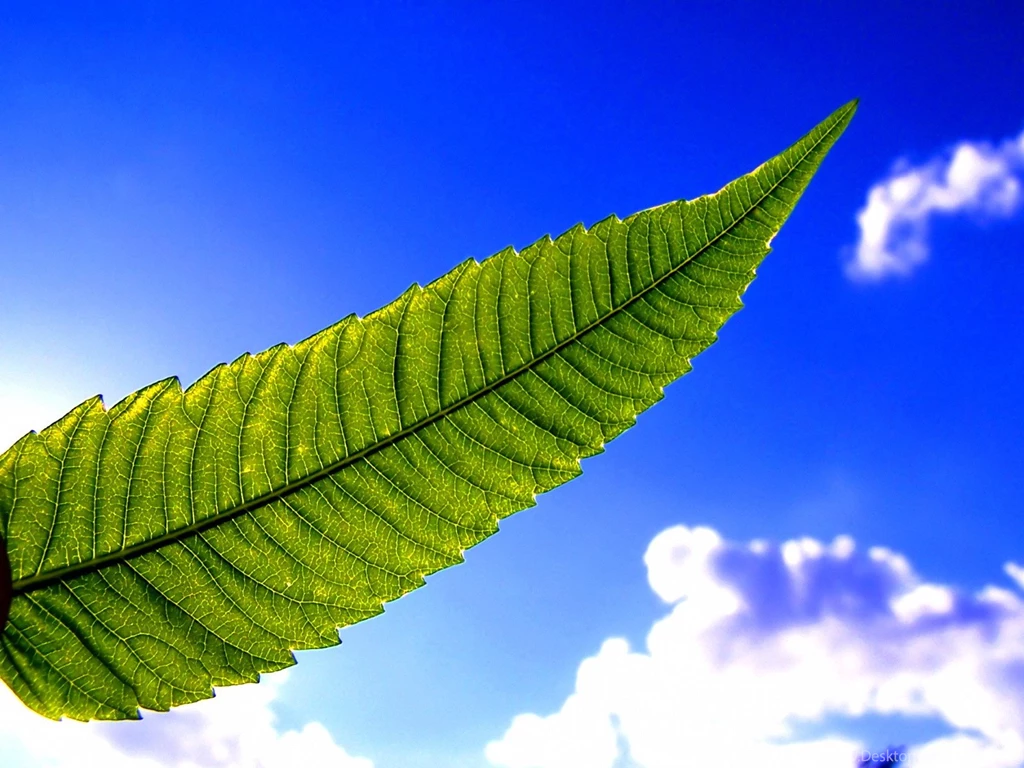 Green In Blue Sky Wallpapers
