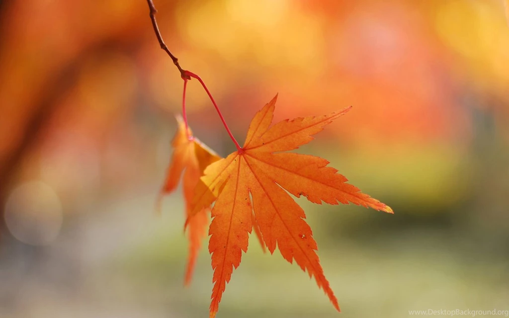 Windows 8 Official Wallpapers 47, HD Wallpapers Downloads