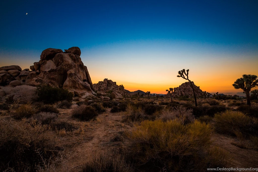 Joshua Tree Wallpapers HD